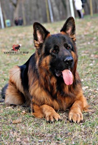 Цуценята німецької вівчарки. Довгошерстні. Класна дівчинка!