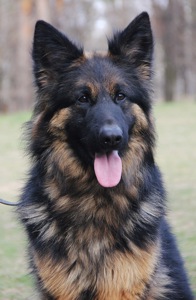 Цуценята німецької вівчарки. Довгошерстні. Класна дівчинка!