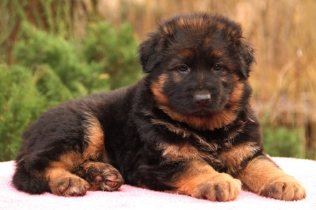 Цуценята німецької вівчарки. Довгошерстні. Класна дівчинка!