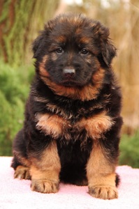 Цуценята німецької вівчарки. Довгошерстні. Класна дівчинка!