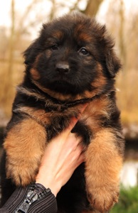 Цуценята німецької вівчарки. Довгошерстні. Класна дівчинка!