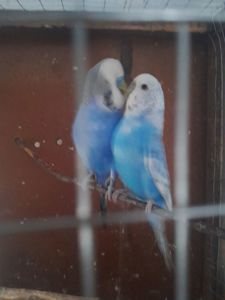 Перейдуть в люблячу сімю