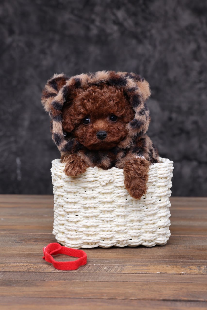 Той пудель лялькові малята