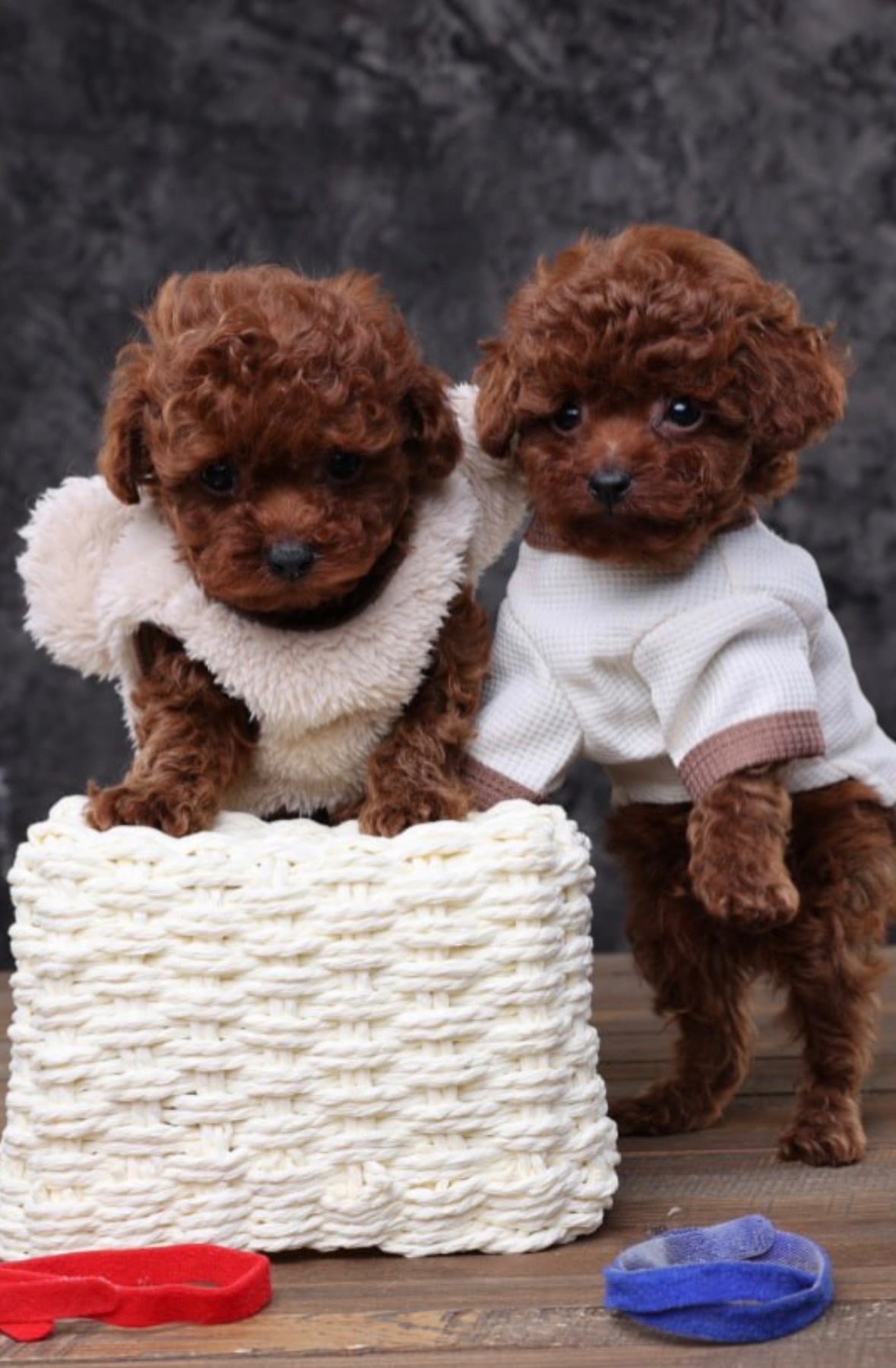 Той пудель лялькові малята