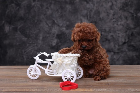 Той пудель лялькові малята