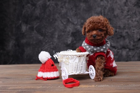 Той пудель лялькові малята