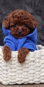 Той пудель лялькові малята