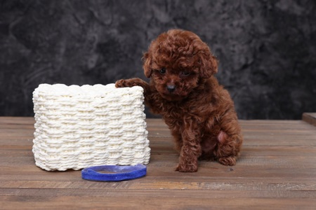 Той пудель лялькові малята