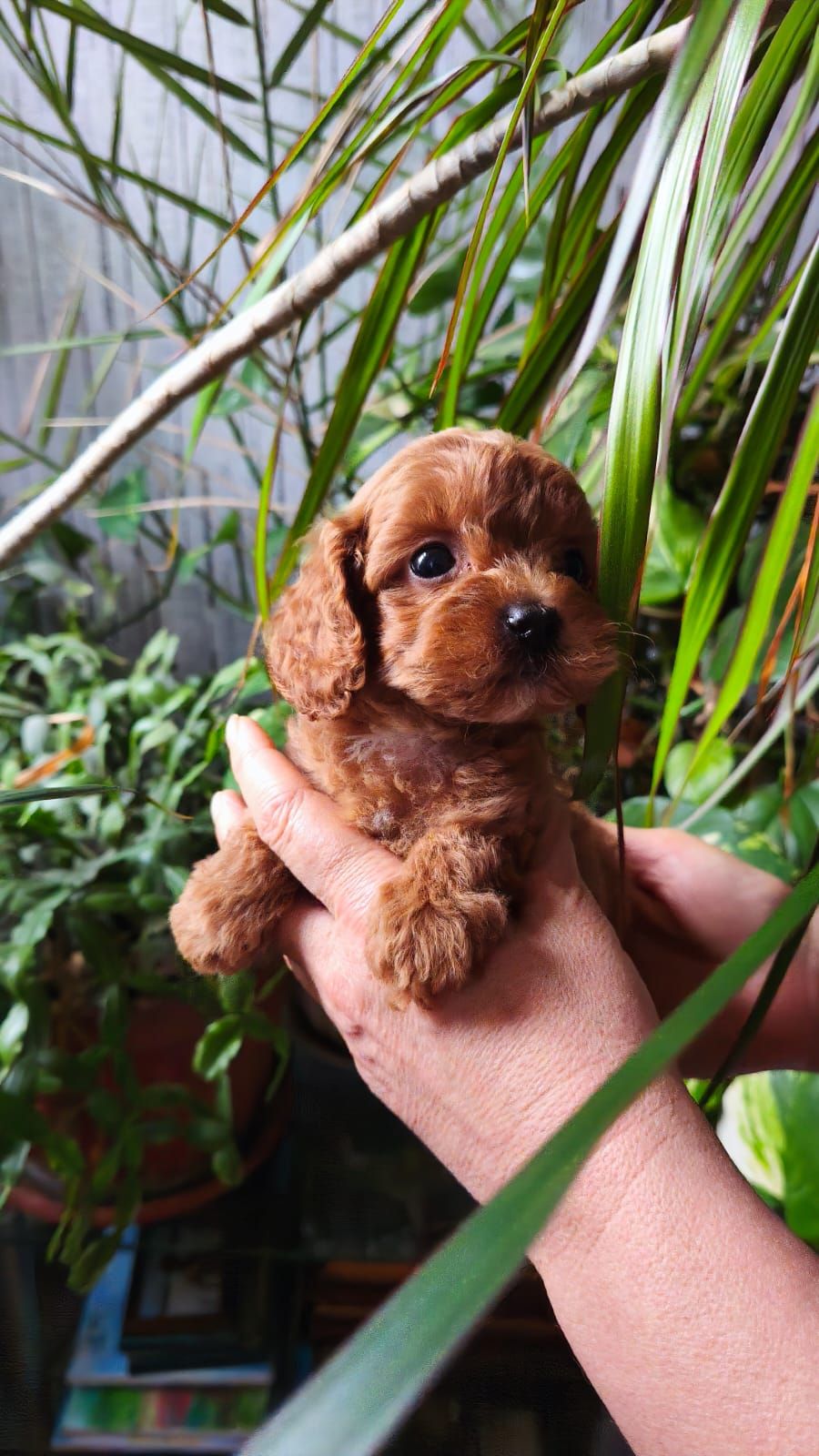 Той пудель девочка КСУ