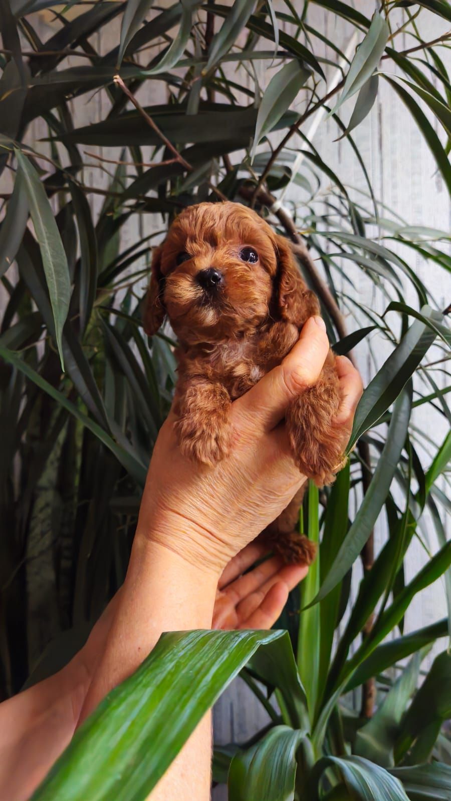 Той пудель девочка КСУ