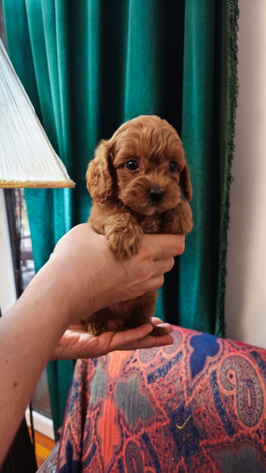 Той пудель девочка КСУ