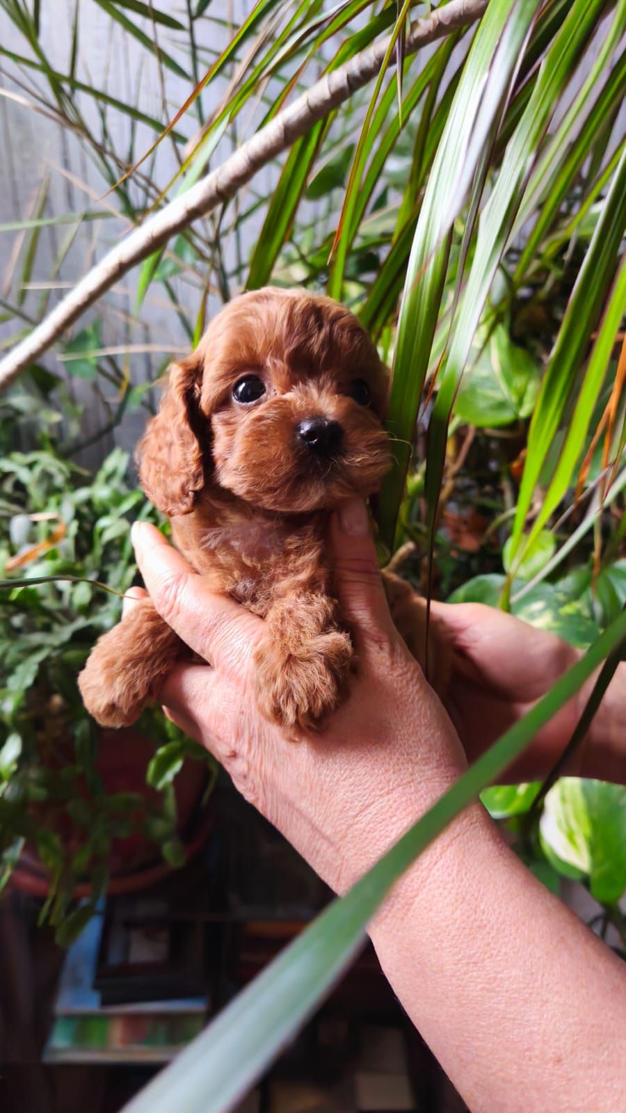 Той пудель девочка КСУ