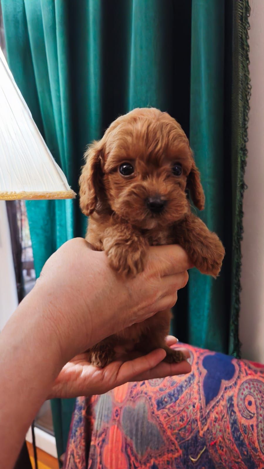 Той пудель девочка КСУ