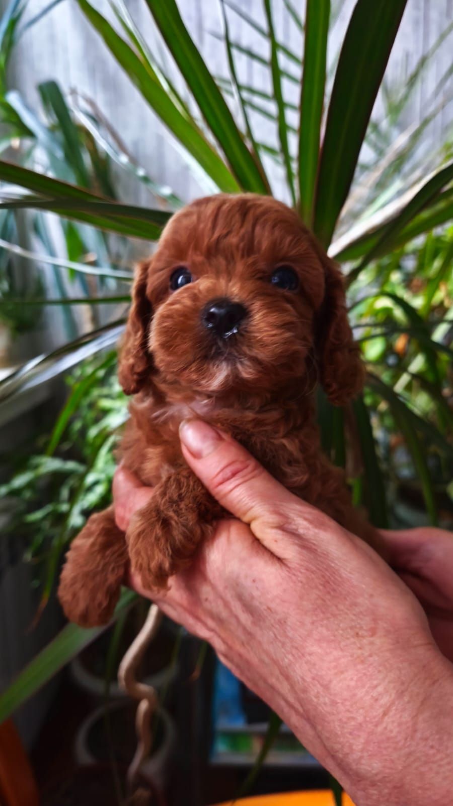 Той пудель девочка КСУ