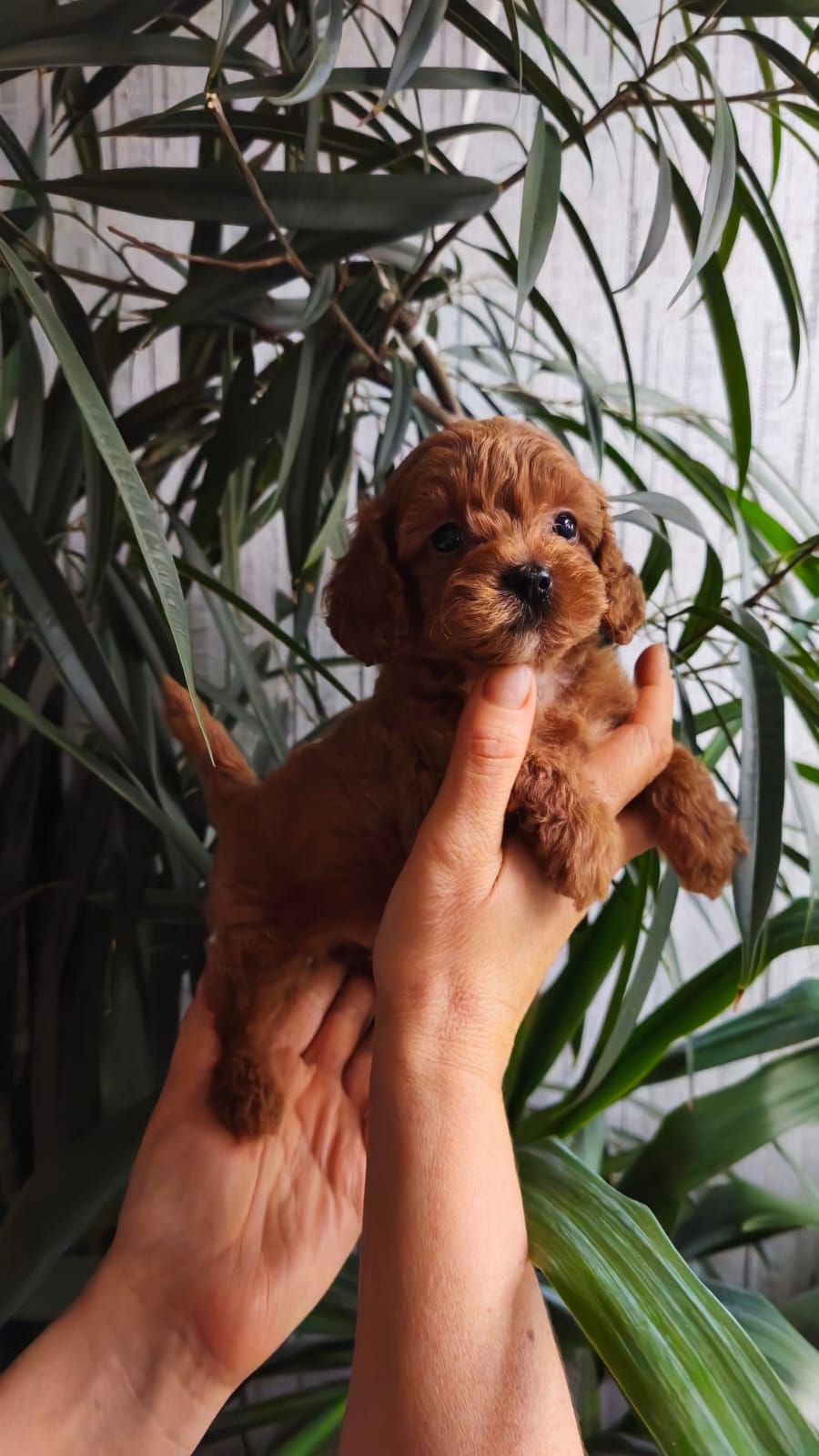 Той пудель девочка КСУ