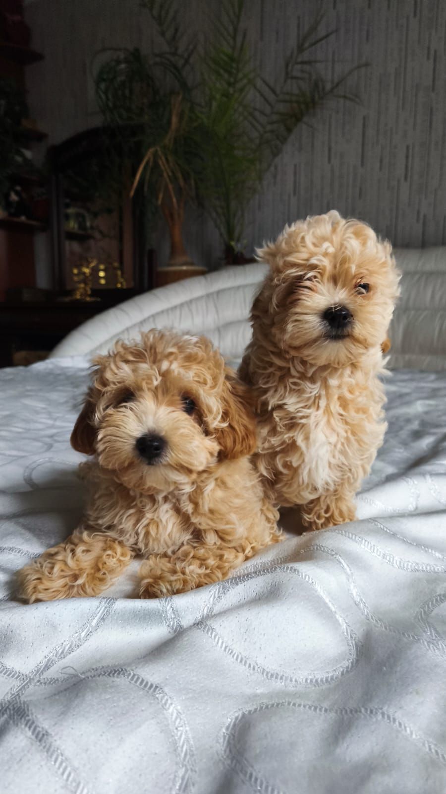 Мальтіпу дівчинка мини