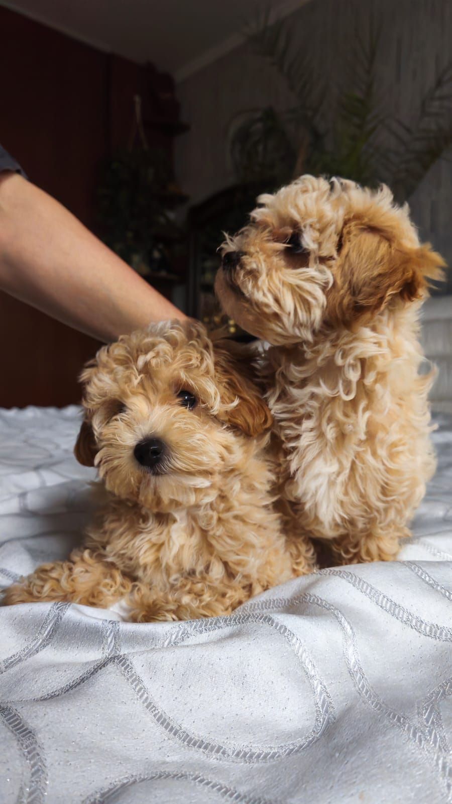 Мальтіпу дівчинка мини