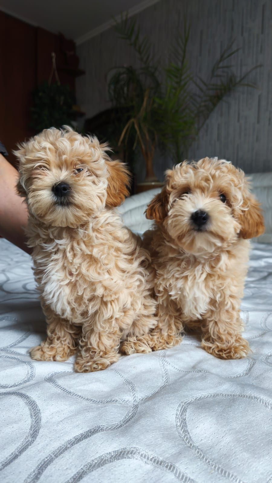 Мальтіпу дівчинка мини