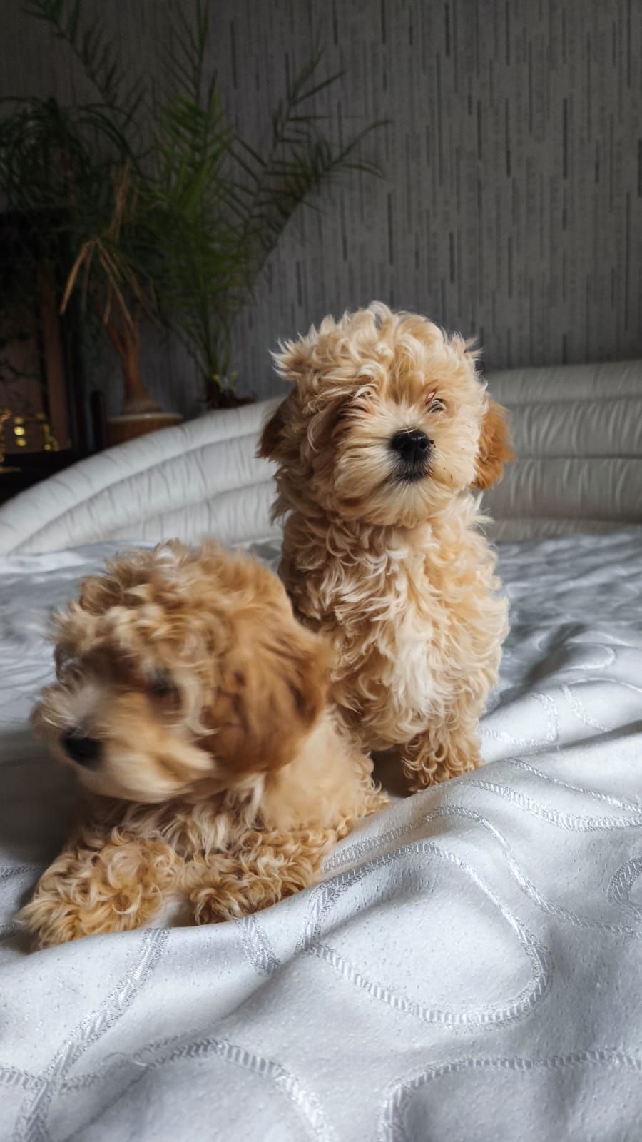 Мальтіпу дівчинка мини