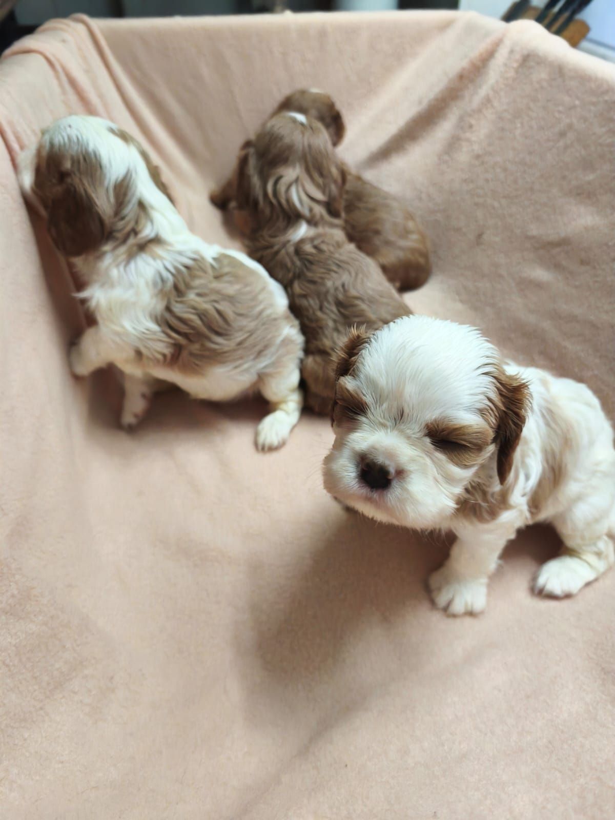 Кавалер кінг чарльз спанієль