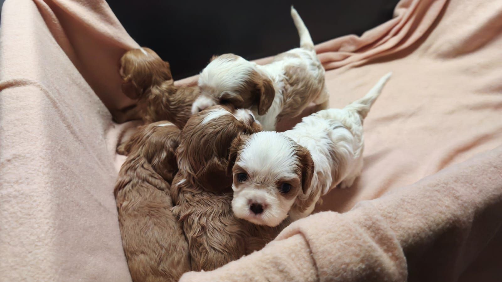 Кавалер кінг чарльз спанієль