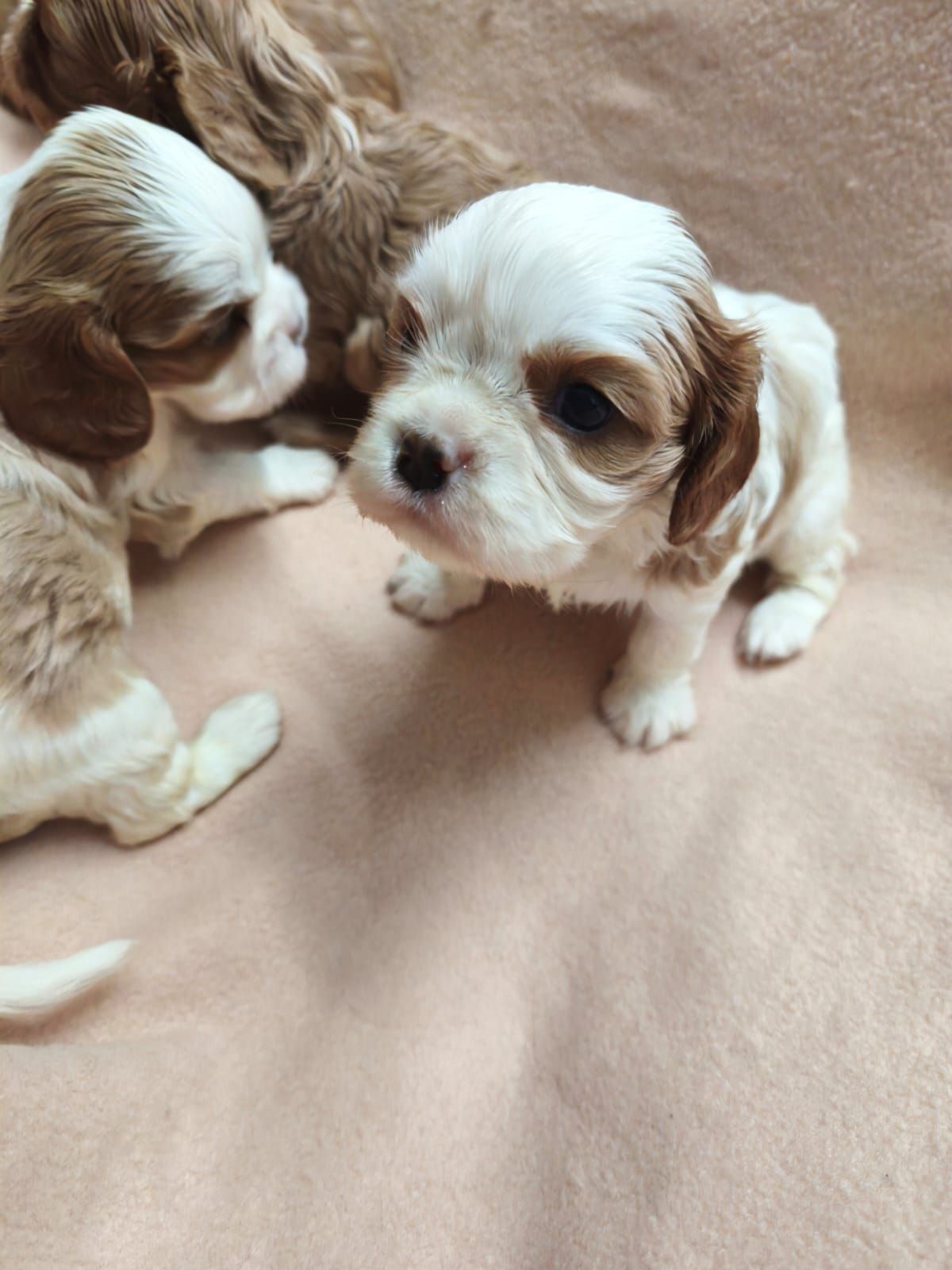 Кавалер кінг чарльз спанієль