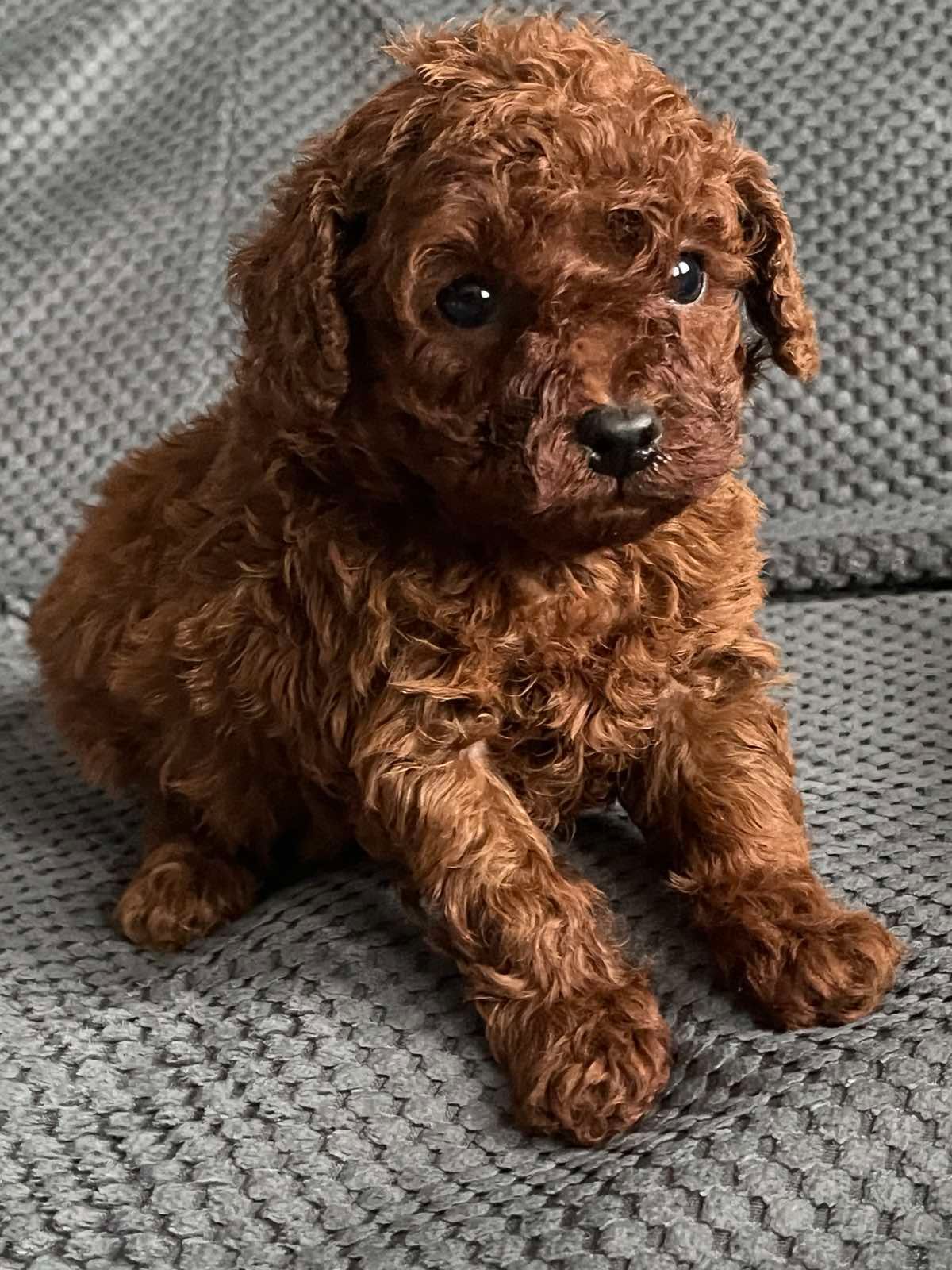 Той пудель мальчик Ред Браун