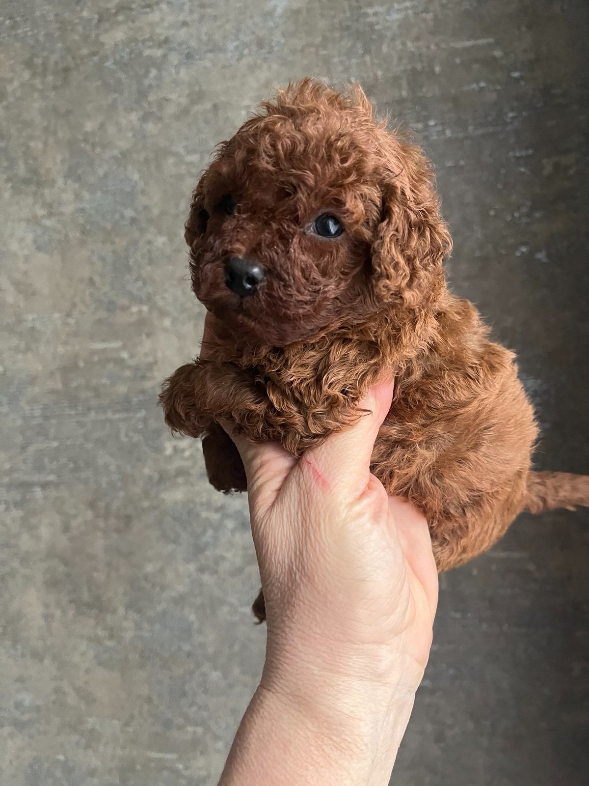 Той пудель мальчик Ред Браун