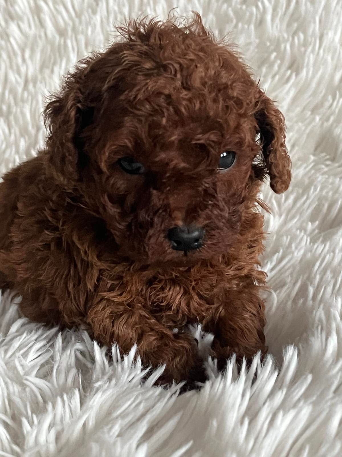 Той пудель мальчик Ред Браун