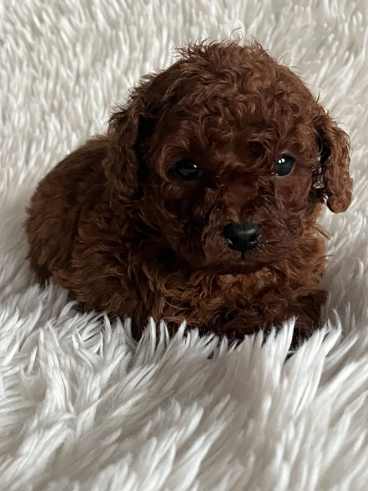 Той пудель мальчик Ред Браун