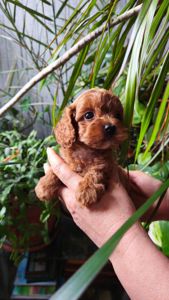 Той пудель девочка КСУ