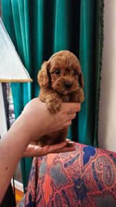 Той пудель девочка КСУ