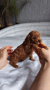 Той пудель девочка КСУ