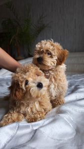 Мальтіпу дівчинка мини