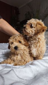 Мальтіпу дівчинка мини