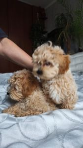 Мальтіпу дівчинка мини