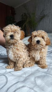 Мальтіпу дівчинка мини