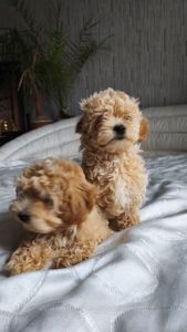 Мальтіпу дівчинка мини