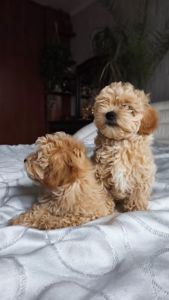 Мальтіпу дівчинка мини