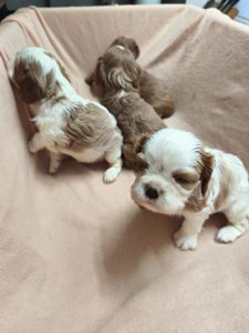 Кавалер кінг чарльз спанієль