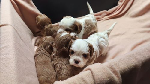 Кавалер кінг чарльз спанієль