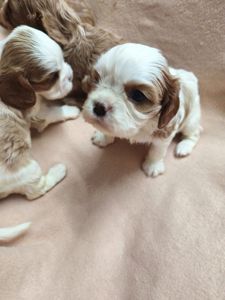 Кавалер кінг чарльз спанієль