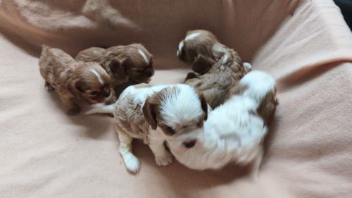 Кавалер кінг чарльз спанієль