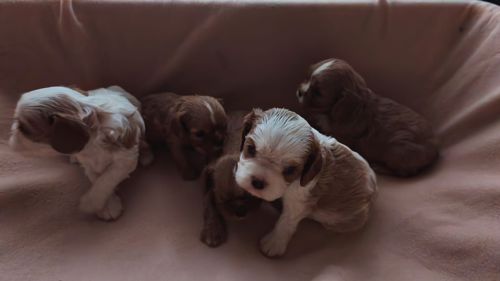 Кавалер кінг чарльз спанієль