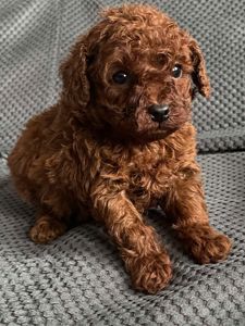 Той пудель мальчик Ред Браун