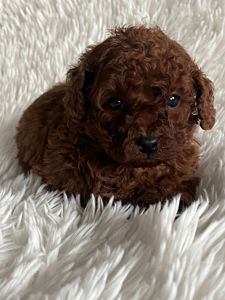 Той пудель мальчик Ред Браун