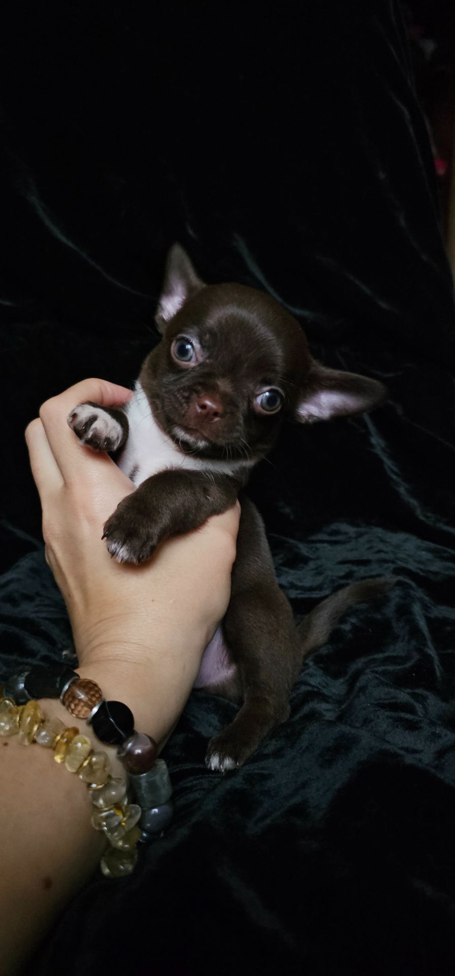 Щенки чихуахуа КСУ