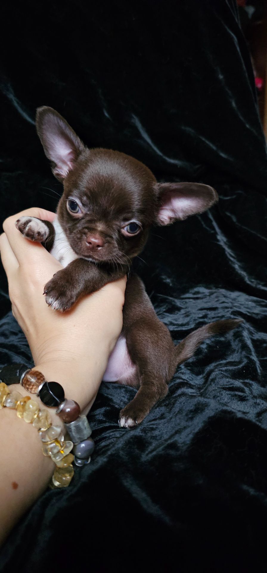 Щенки чихуахуа КСУ