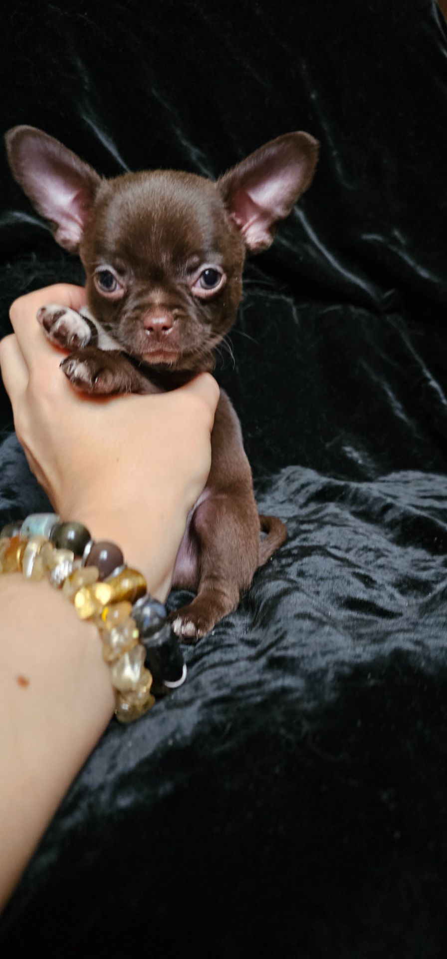 Щенки чихуахуа КСУ