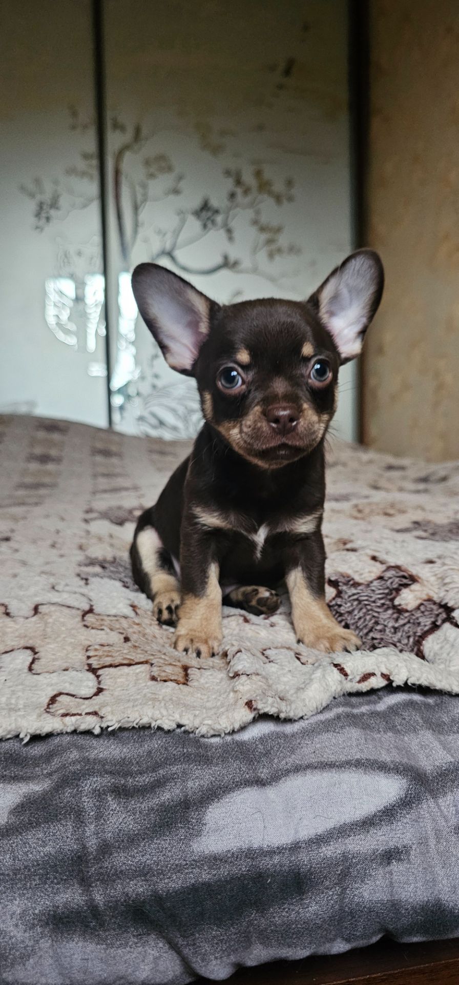 Щенки чихуахуа КСУ